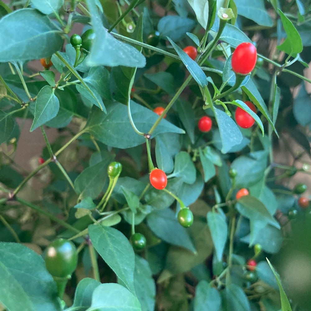 50 Seeds Chiltepin Birds Eye Bird Pepper Wild Chili Heirloom Pepper Seeds - Picture 4 of 8